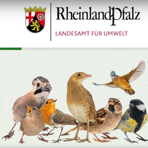 Kurzvideo zum Vogelmonitoring in Rheinland-Pfalz erschienen