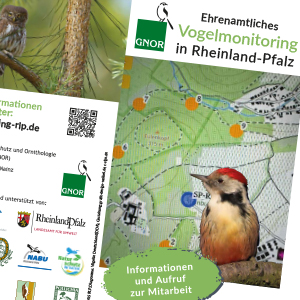 Neuer Flyer ehrenamtliches Vogel-Monitoring erschienen